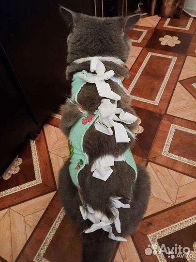 Папоны новые после операционные