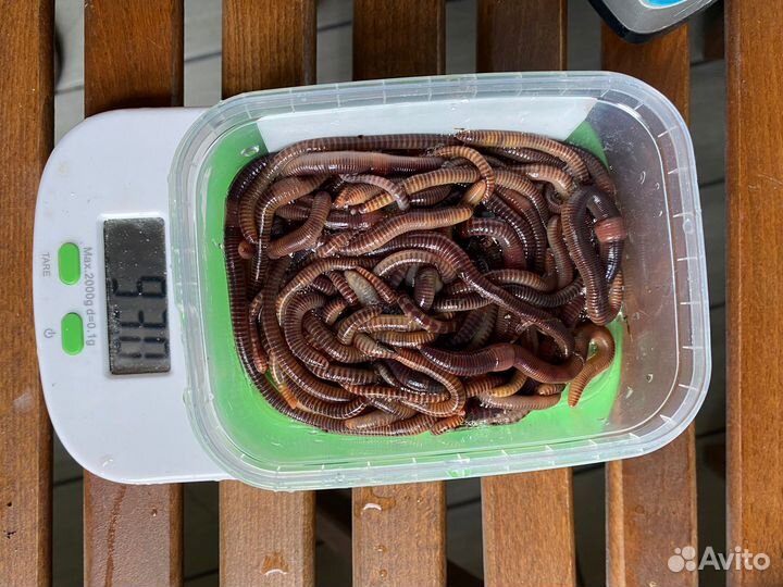 Черви для рыбалки