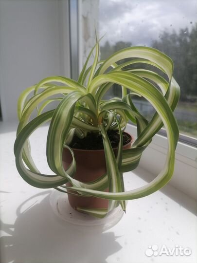 Хлорофитум кучерявый