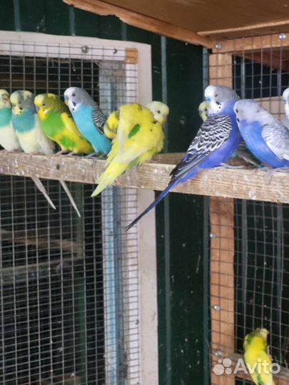 Волнистый попугай