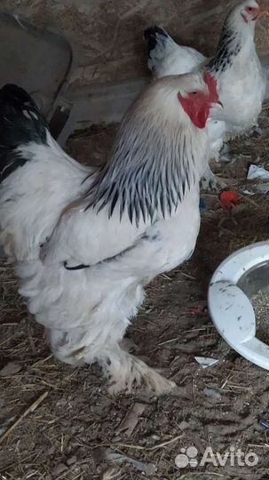 Цыплята породы брама