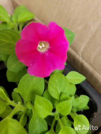 Рассада петунии, петуния