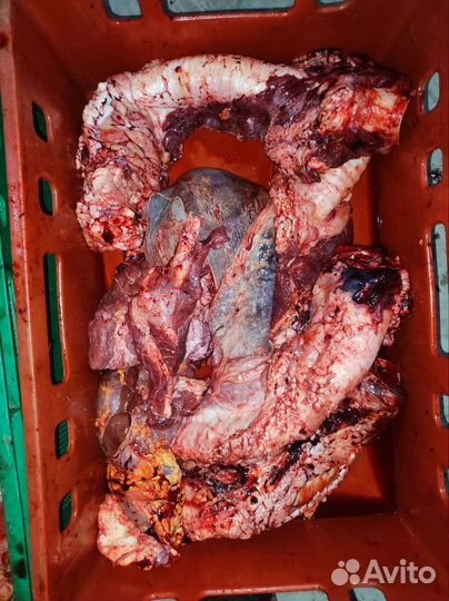 Корм, мясо для собак