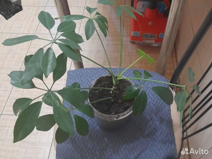 Комнатные цветы шефлера