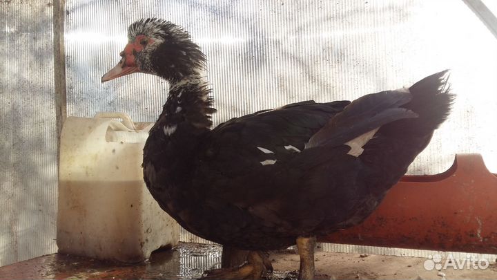 Селезень индоутки