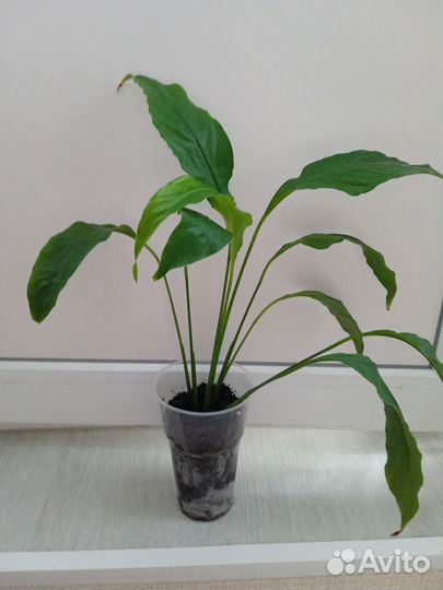 Цветок Спатифиллум Женское счастье