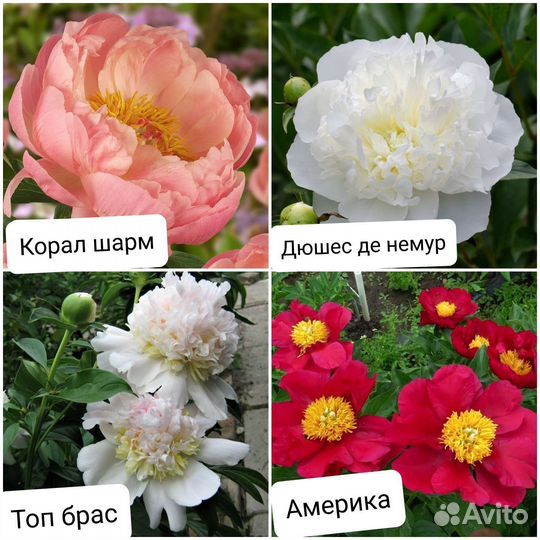 Корни пиона