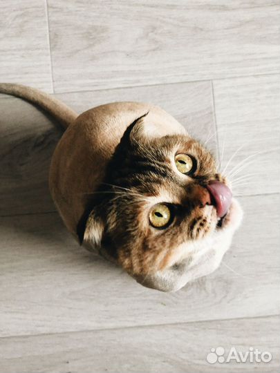 Кошка