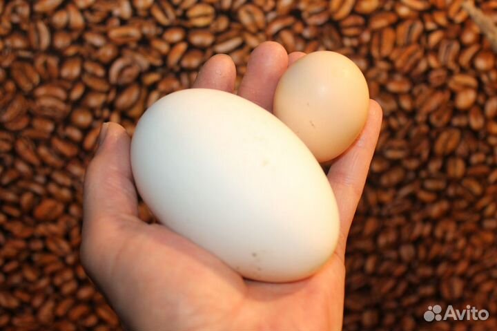 Яйцо инкубационное кур Билефельдер Брама, Индоутки