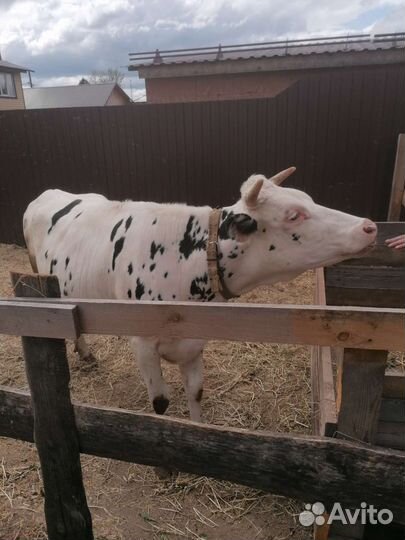 Телки стельные