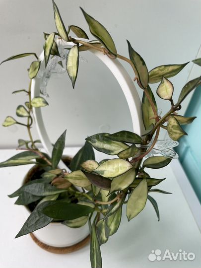 Хойя обновленное наличие