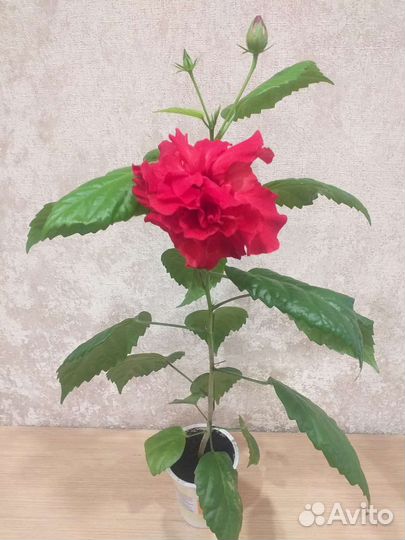 Роза(Гибискус)красная махровая