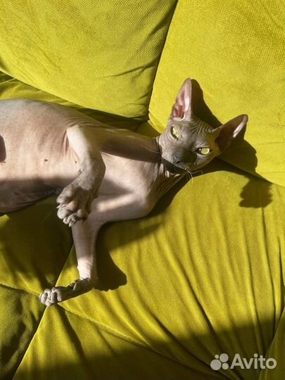 Передержка собак и кошек, зооняня, детсад, забота