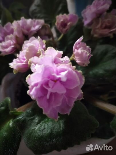 Сортовые фиалки