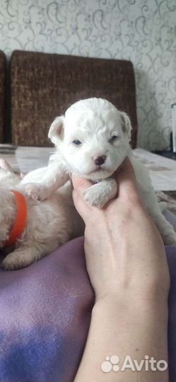 Щенки бишон фризе мини