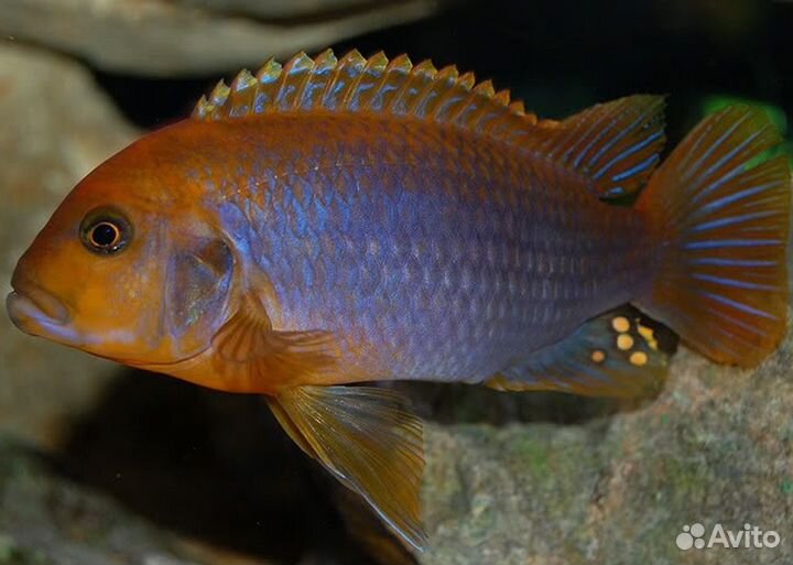 Цихлида Йодотрофеус Шпренгера