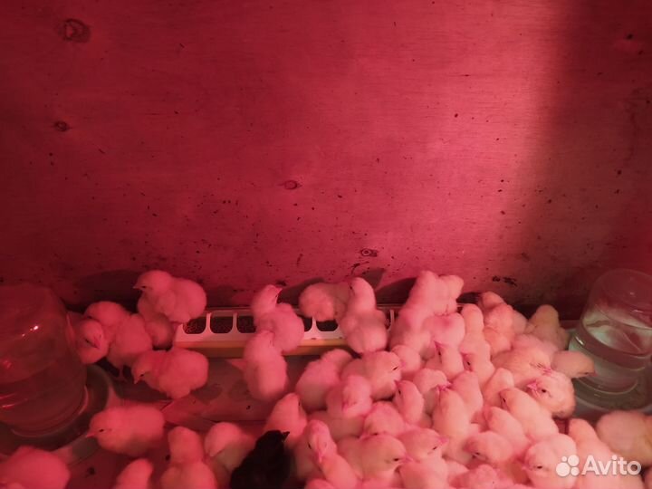 Цыплята бройлерные, мясо-яичные и несушки