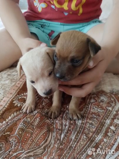 Мини той-терьер щенки