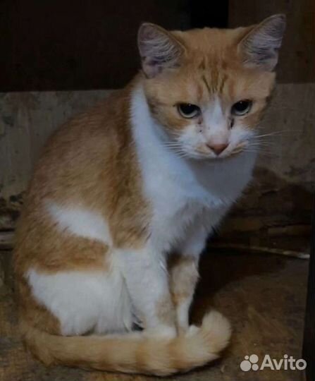 Заберите яркого котика Апельсина из бабк квартиры