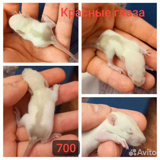 Декоративные крысята