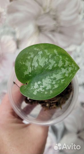 Сциндапсус silver splash