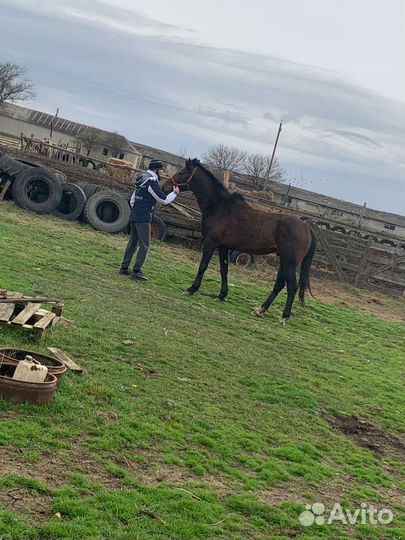 Жеребец 2,10месяцев