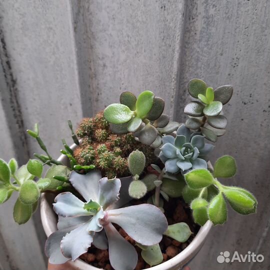 Суккуленты в горшке