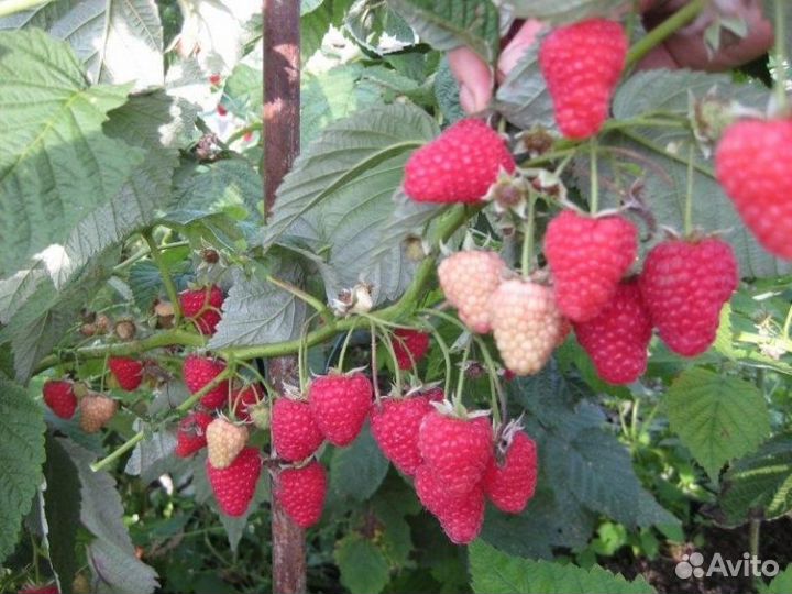 Ремонтантная малина