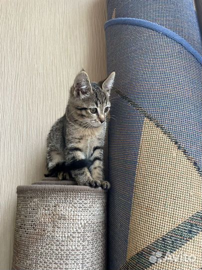 Котенок ищет дом