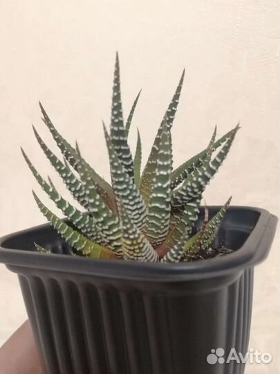 Хавортия полосатая