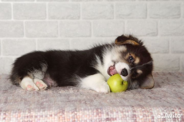 Щенки Корги