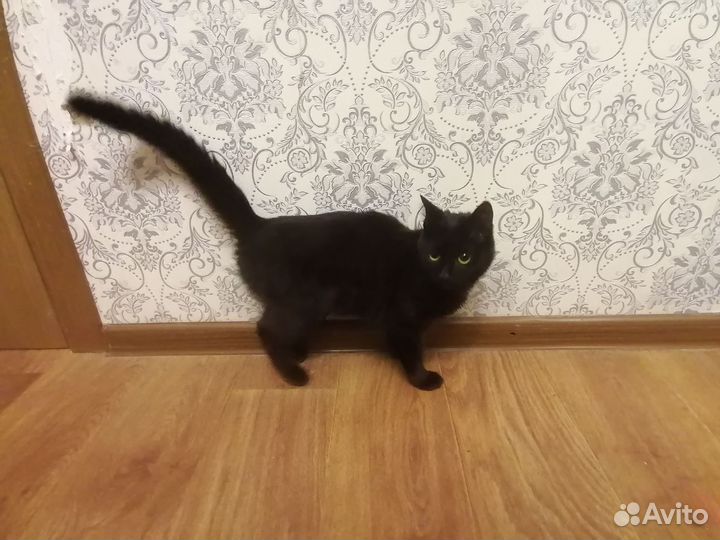 Домашние животные кошки
