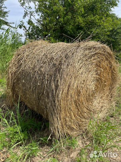 Сено в рулонах