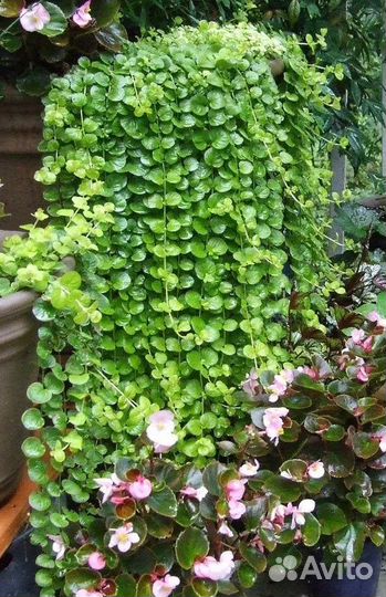 Лизимахия ампельная (вербейник монетчатый)