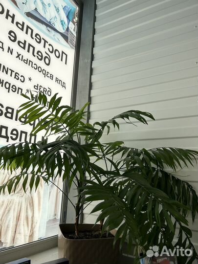 Пальма хамедорея с горшком