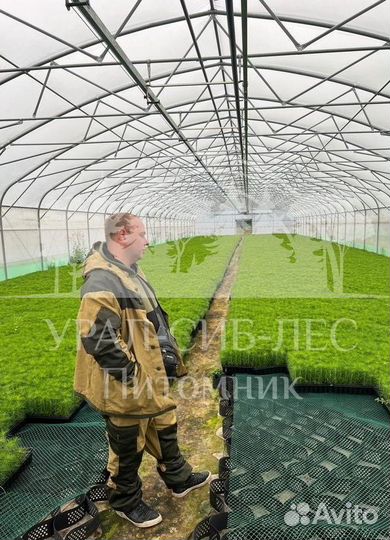 Предзаказ Голубая ель зкс сеянцы