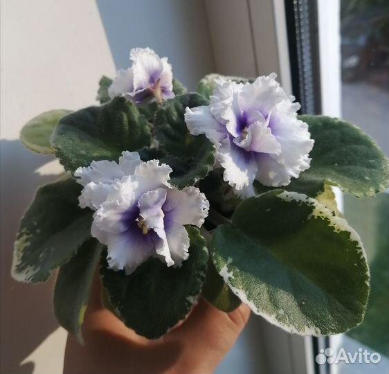 Сортовые фиалки