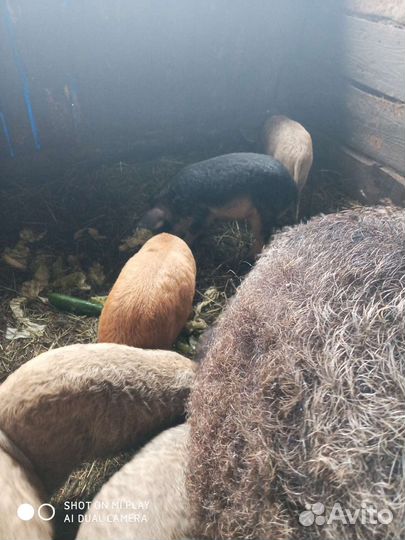 Венгерская мангалица