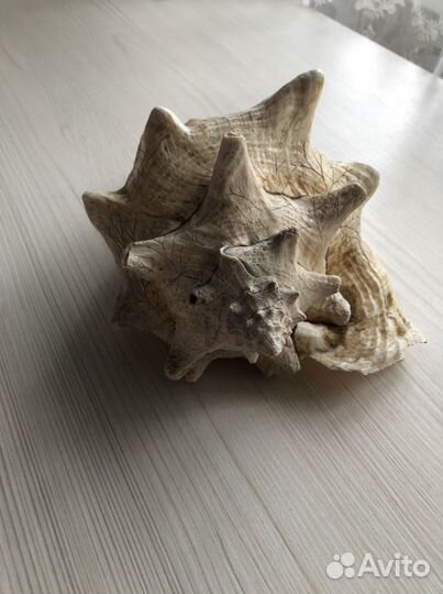 Ракушка большая