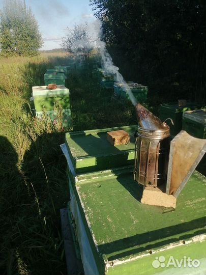 Пчелопакеты бакфаст