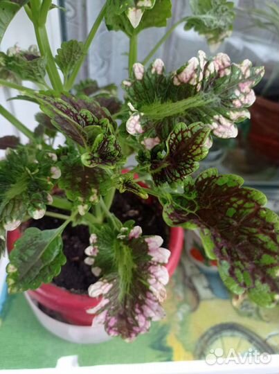 Колеус сортовые