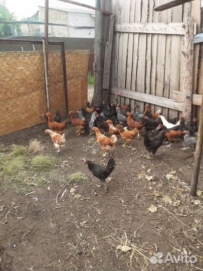 Куры молодки