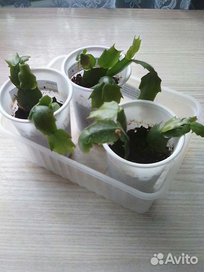 Шлюмбергера Розовая,Оранж.,Малина комнатные цветы