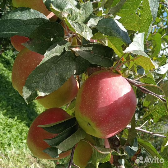 Яблоки