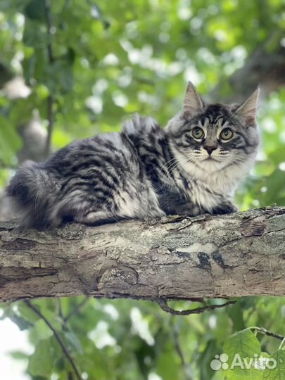 Курильский бобтейл