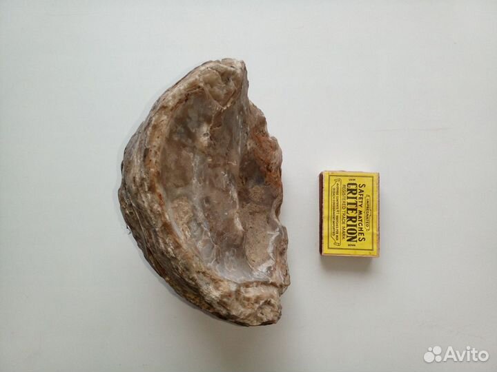 Окаменелая 