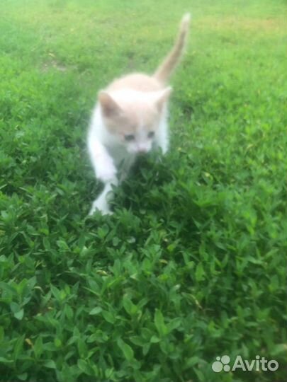 Котёнок мальчик
