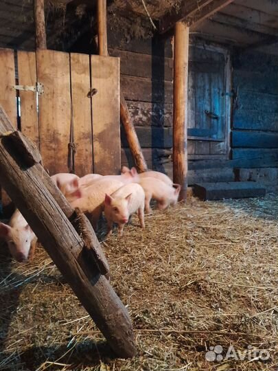 Поросенок ландрас