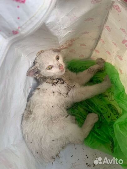 Котёнок в добрые руки