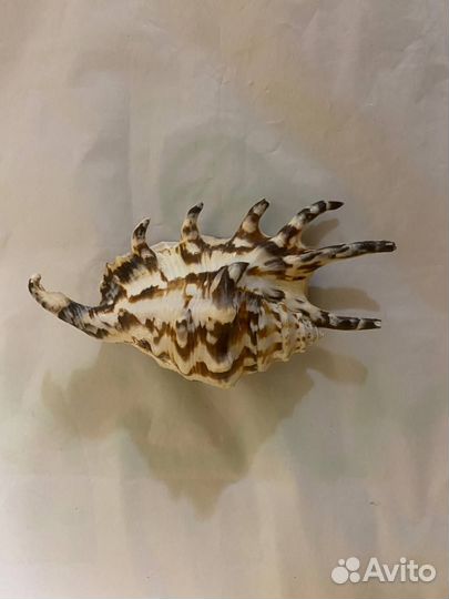 Ракушки из Атлантического океана